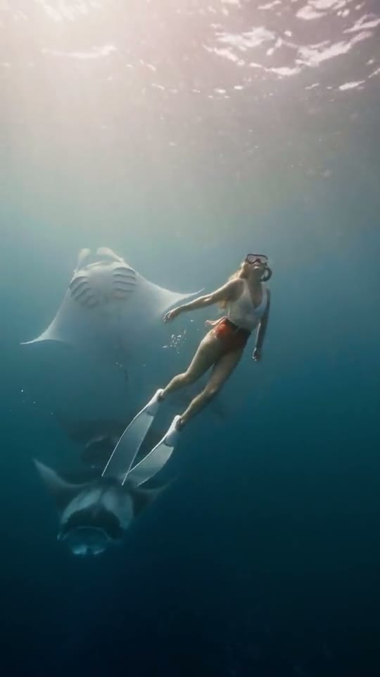 A freediver gliding beside manta rays in clear blue Maldives water